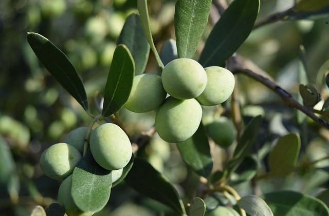 olive artisanale huile